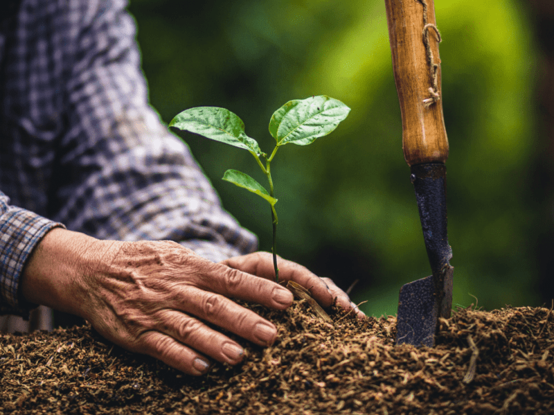 ¿Es absurdo plantar árboles para combatir el cambio climático?