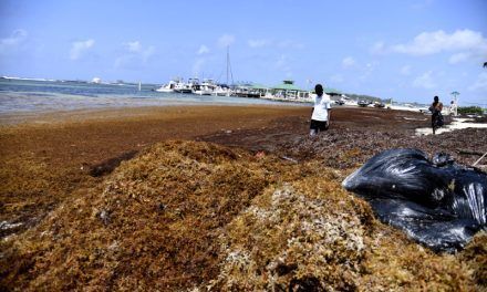 CAF financiará iniciativa sobre manejo del sargazo