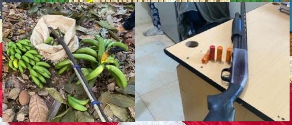 Hombre hiere a otro supuestamente por robarle plátanos en Hostos, Duarte