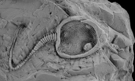 Crean un robot que se mueve como un animal extinto hace 400 millones de años