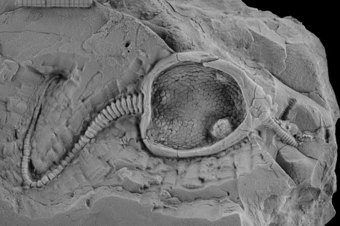 Crean un robot que se mueve como un animal extinto hace 400 millones de años
