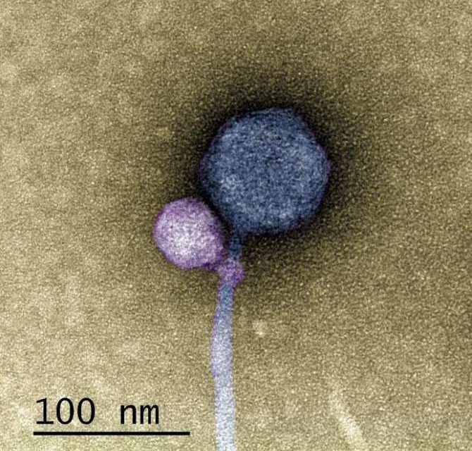 Observan por vez primera a un virus agarrado a otro