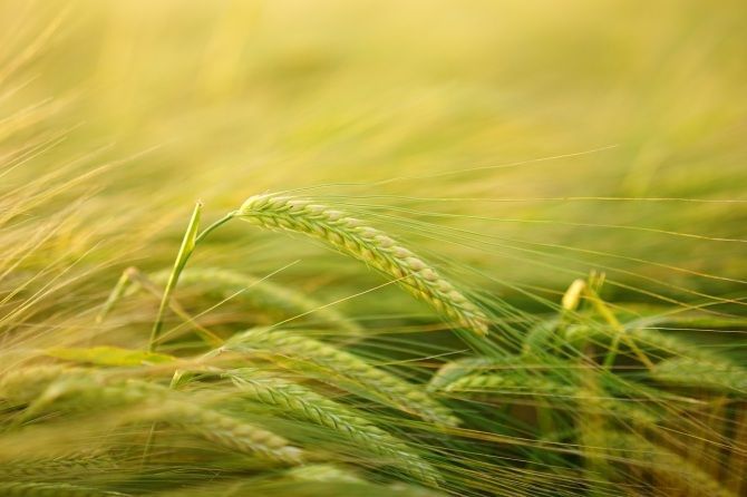 El poder transformador de la técnica CRISPR en la edición genética