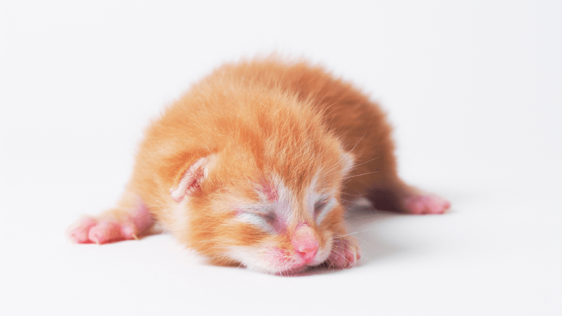 China clona por primera vez un gato usando su propia tecnología