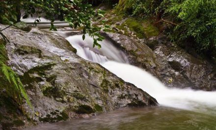 Fundación Progressio: 40 años apostando a la conservación