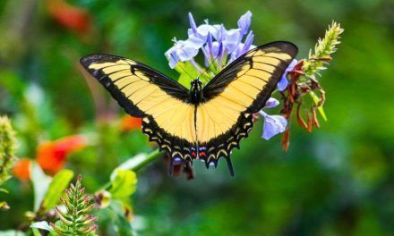 Mariposas de la Patria, una exposición fotográfica en honor a la memoria de las hermanas Mirabal