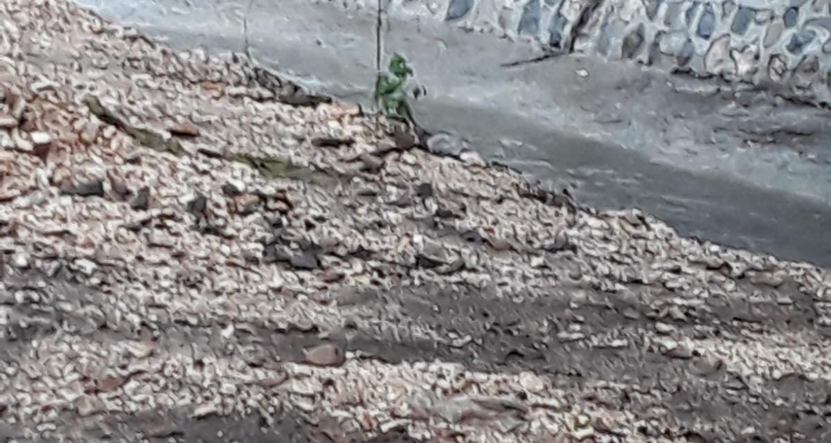 Ayuntamiento San Cristóbal concluye construcción muro de piedra encachado en Callejón Corporán en Canastica