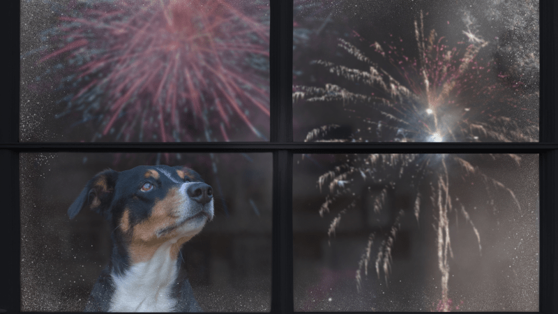 ¿Cómo identifico cuando mi mascota le teme a los fuegos artificiales y qué debo hacer?