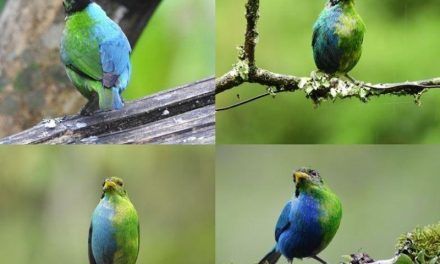 Descubren en Colombia un pájaro mitad hembra y mitad macho