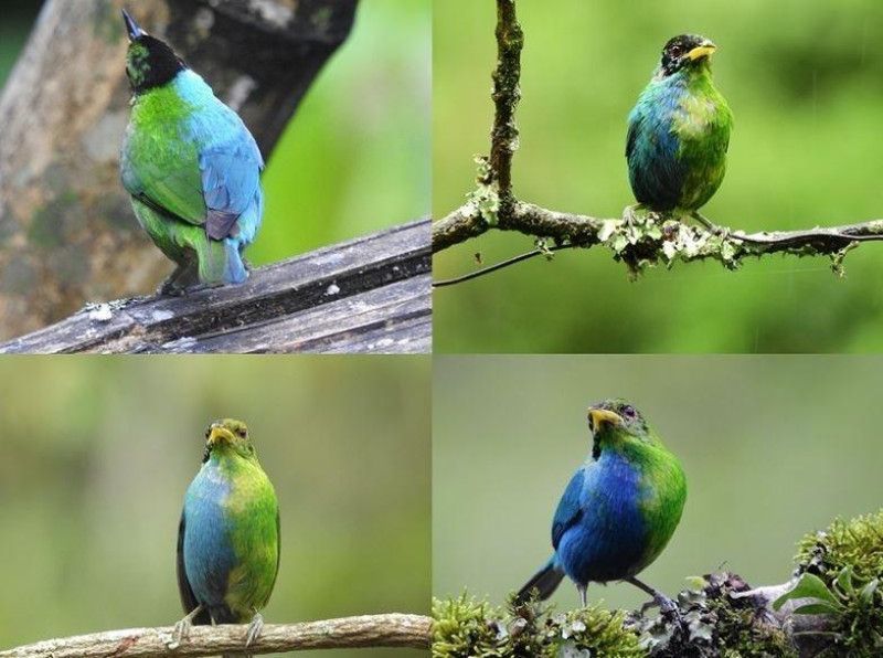 Descubren en Colombia un pájaro mitad hembra y mitad macho