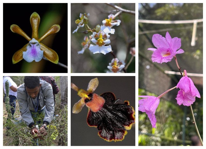 Mil orquídeas para el bosque seco