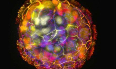 Antrobots, microrrobots biológicos hechos de células humanas