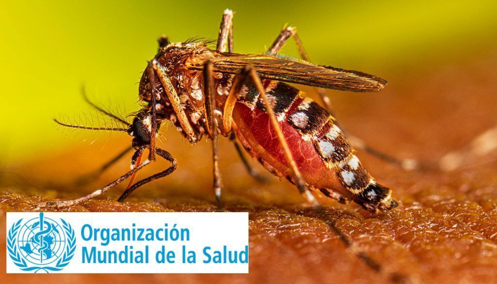 Advierten casos por malaria son cada vez mayor