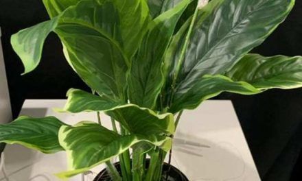 Dispositivos con aspecto de vegetal que recolectan energía del viento y de la lluvia