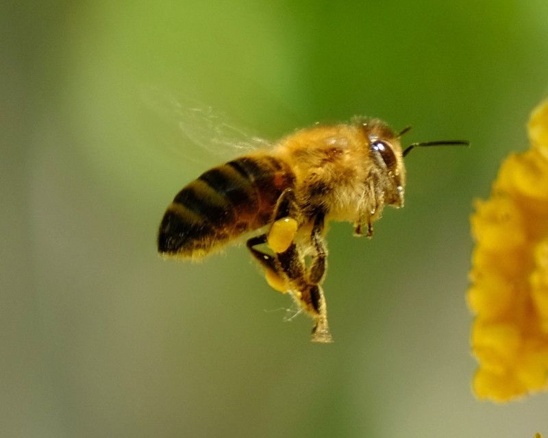 La naturaleza hace avanzar la tecnología con brújulas inspiradas en insectos y robots pangolines