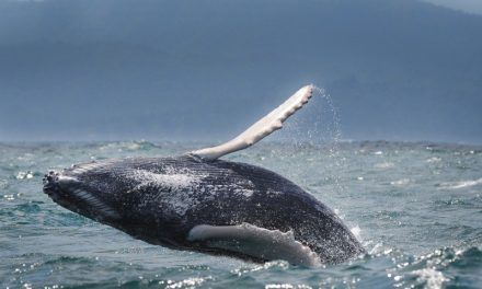 Un estudio sobre el valor económico de los servicios ecosistémicos asociados a la observación de ballenas jorabadas