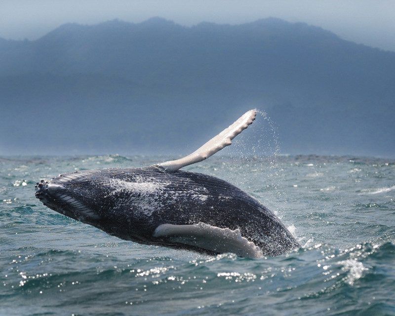 Un estudio sobre el valor económico de los servicios ecosistémicos asociados a la observación de ballenas jorabadas