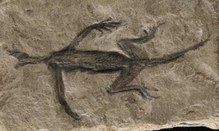 El célebre fósil de Tridentinosaurus antiquus de los Alpes es falso