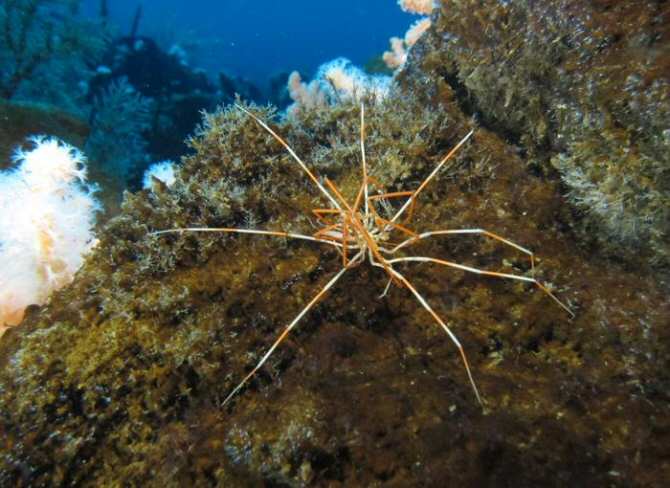 Arañas submarinas