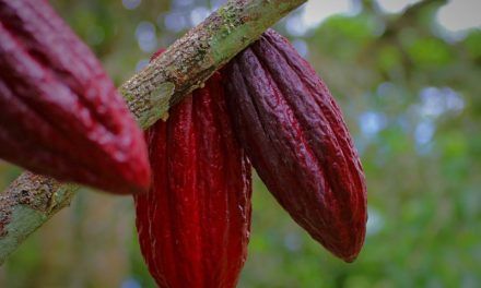Los precios del cacao alcanzan máximos históricos