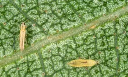 Agricultura buscará consensuar con productores un plan siembra de habichuelas en SJM