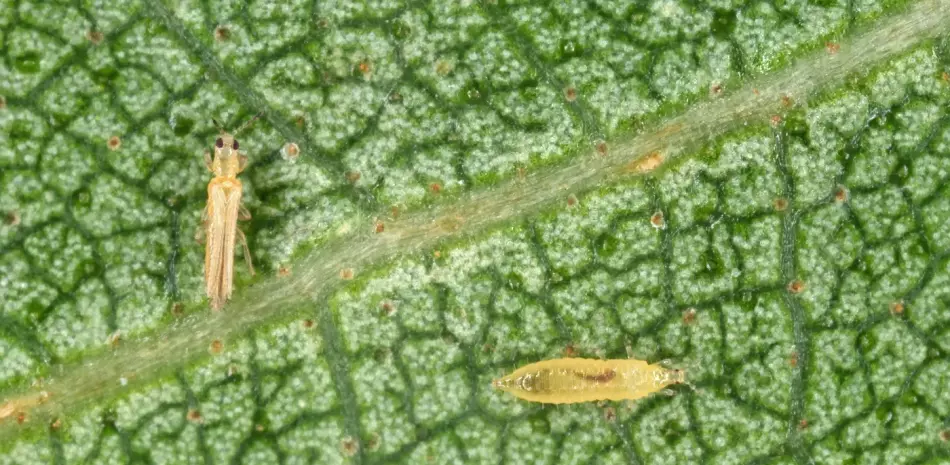 Agricultura buscará consensuar con productores un plan siembra de habichuelas en SJM
