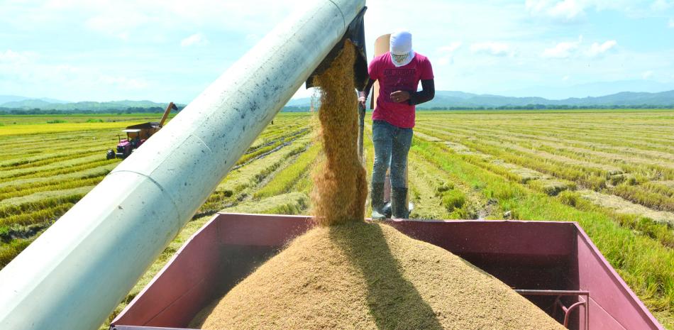 Advierten arroz con arsénico que llega a Haití desde EEUU crea alerta sobre seguridad alimentaria