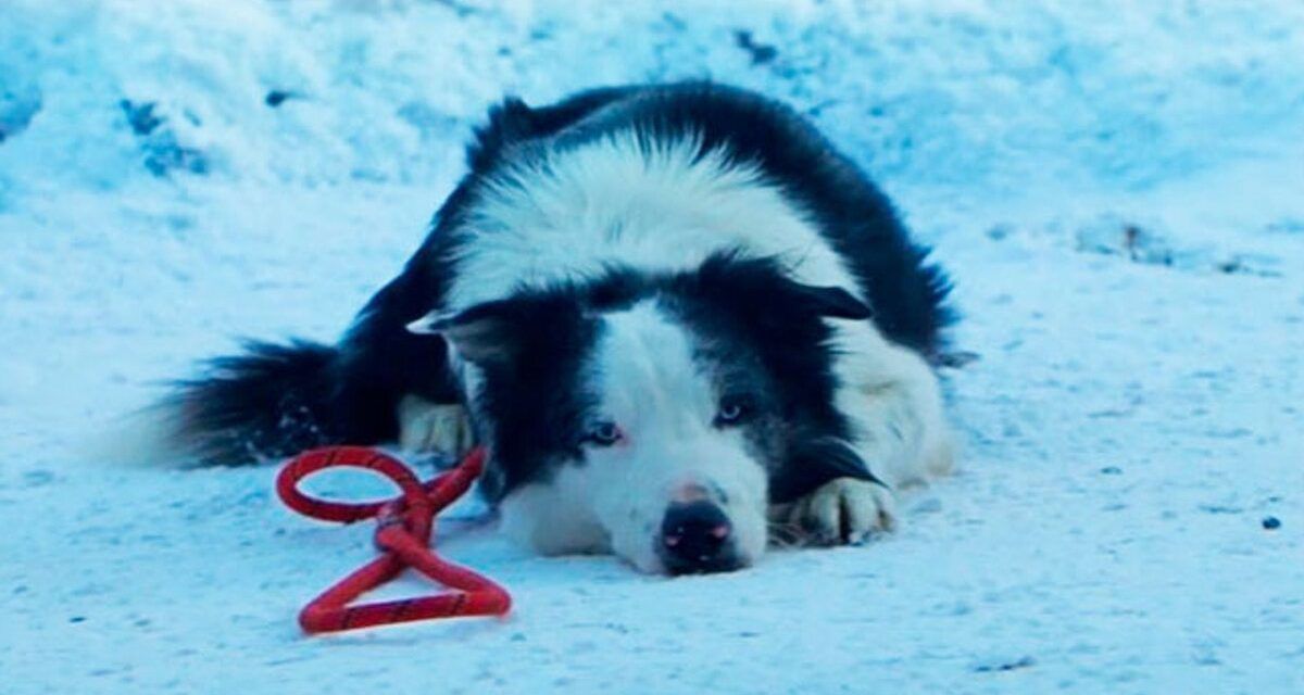 El perro de ‘Anatomía de una caída’ entrenó dos meses para saber cómo hacerse el muerto en la película