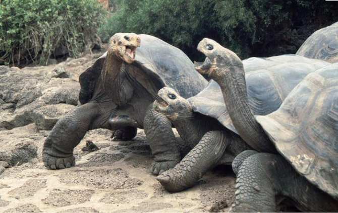 Tortugas valientes y agresivas