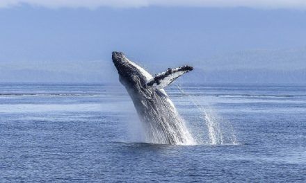Explorando la ecología de las ballenas