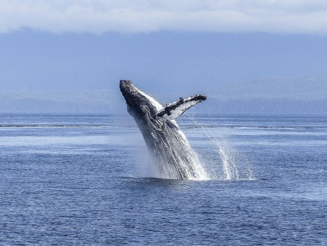 Explorando la ecología de las ballenas