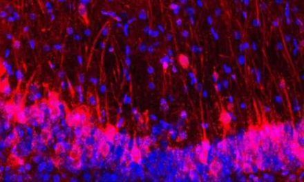 Crean ratones con cerebro híbrido de ratón y rata
