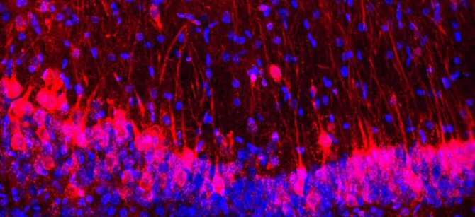 Crean ratones con cerebro híbrido de ratón y rata