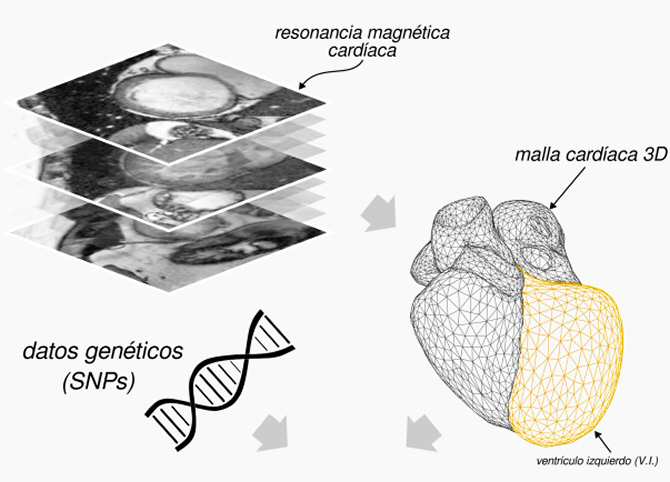 Inteligencia artificial para relacionar la estructura del corazón con cambios en el genoma