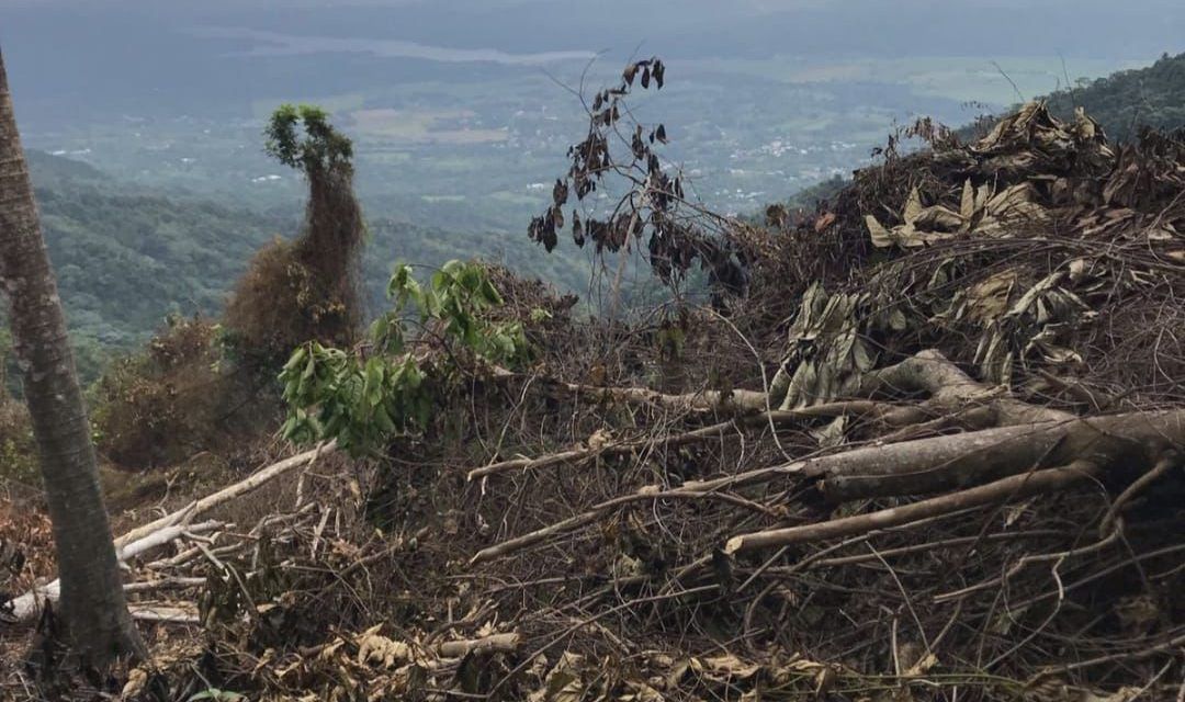 Envían a prisión a 2 acusados de depredar Reserva Científica Las Neblinas