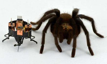 Araña con su imitadora robótica