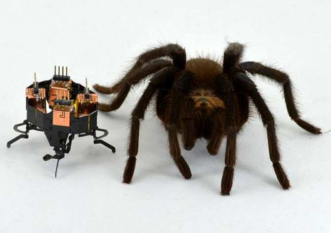 Araña con su imitadora robótica