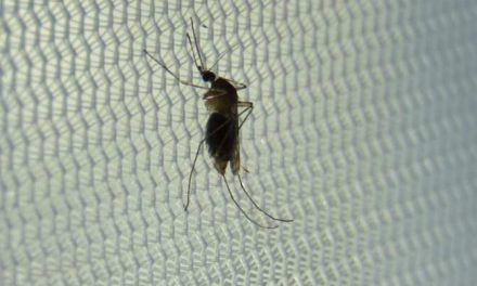 Influencia del hábitat en la presencia de parásitos de la malaria aviar en mosquitos