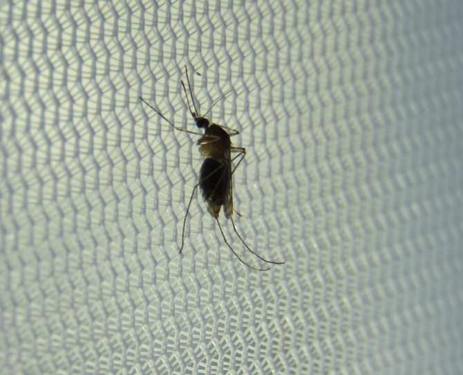 Influencia del hábitat en la presencia de parásitos de la malaria aviar en mosquitos