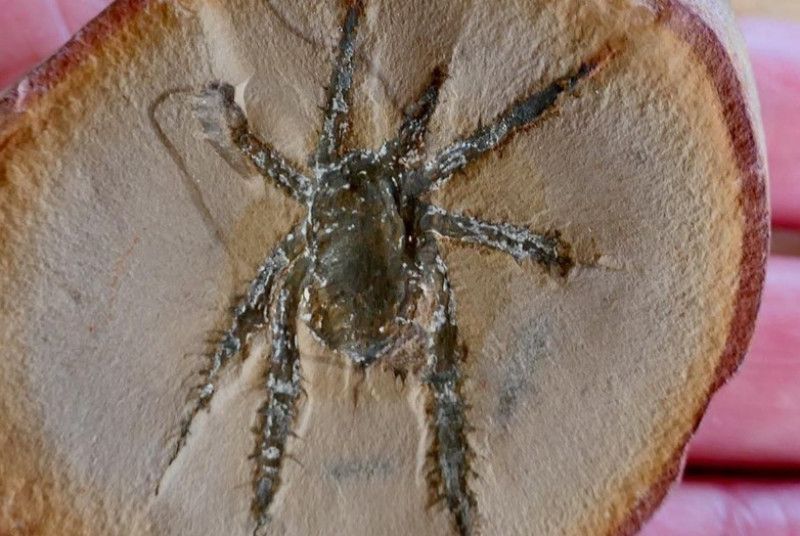 Un arácnido de 308 millones de años destaca por sus patas espinosas