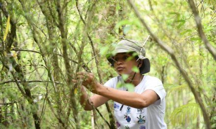 Reintroducen orquídeas en el Refugio de Vida Silvestre Cañón del Río Gurabo