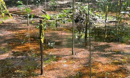 Investiga desmonte de árboles por alcaldía de SFM en Paisaje Ecológico Riberas del Jaya