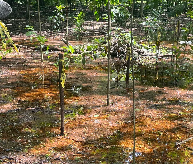Investiga desmonte de árboles por alcaldía de SFM en Paisaje Ecológico Riberas del Jaya