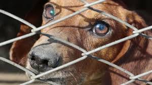 Dictan medida de coerción a raso de PN que maltrató un perro en Las Yayas, Azua
