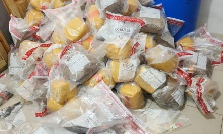 Tres detenidos y 500 libras de marihuana incautadas durante allanamientos en Santiago