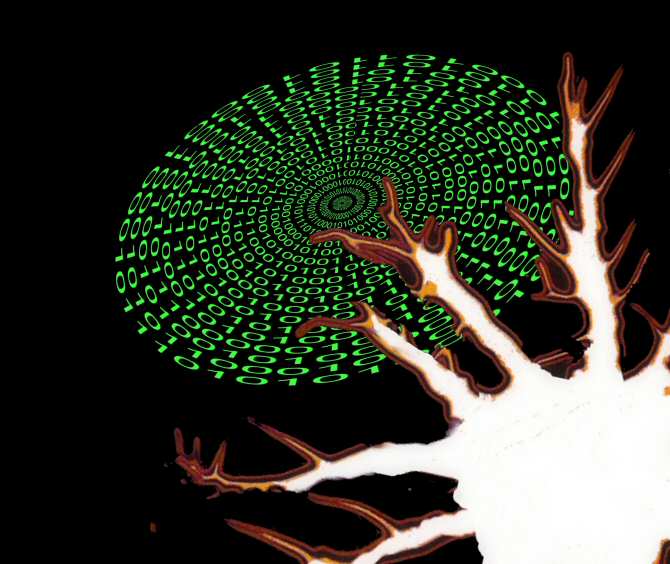 Inteligencia artificial para un mejor diagnóstico de tumores cerebrales