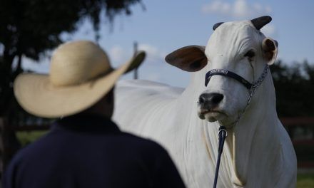Brasil posee la vaca más cara del mundo