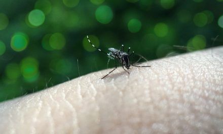 La OMS advierte del aumento del dengue