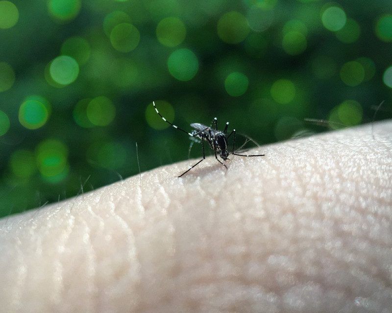 La OMS advierte del aumento del dengue