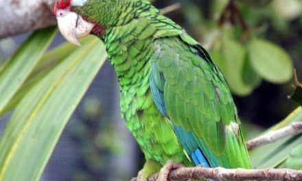 Miles de especies en peligro de extinción por los desastres naturales